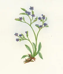 Aufrechter Strandflieder, Statice Binervosa